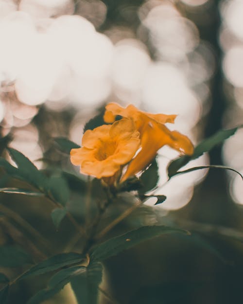 Free Closeup of gentle trumpet shaped flowers and green leaves of yellow Tecoma stans plant growing in garden Stock Photo