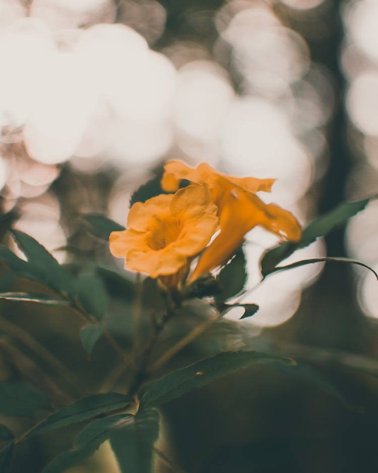 Delicate Flowers Of Yellow Trumpetbush Shrub