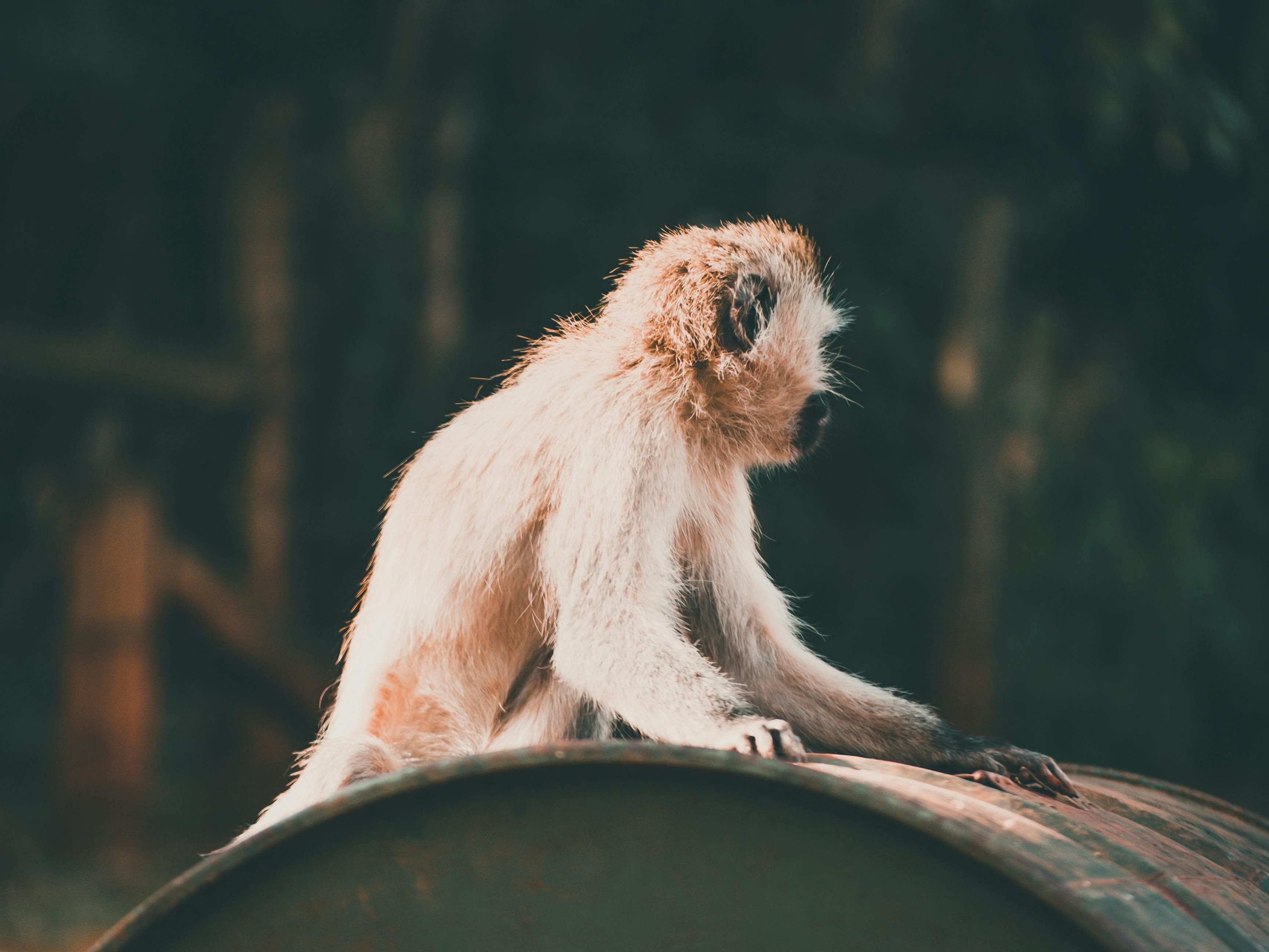 3.000+ melhores imagens de Macaco · Download 100% grátis · Fotos  profissionais do Pexels