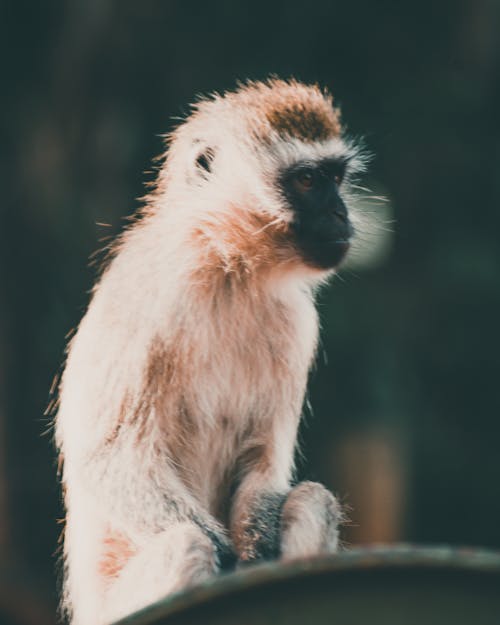 Cute little vervet monkey with black muzzle sitting on iron barrel on sunny day and looking away