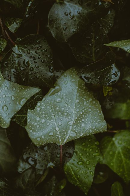 Detailed close-up of green leaves covered in fresh dew, capturing the natural beauty and freshness of the scene.