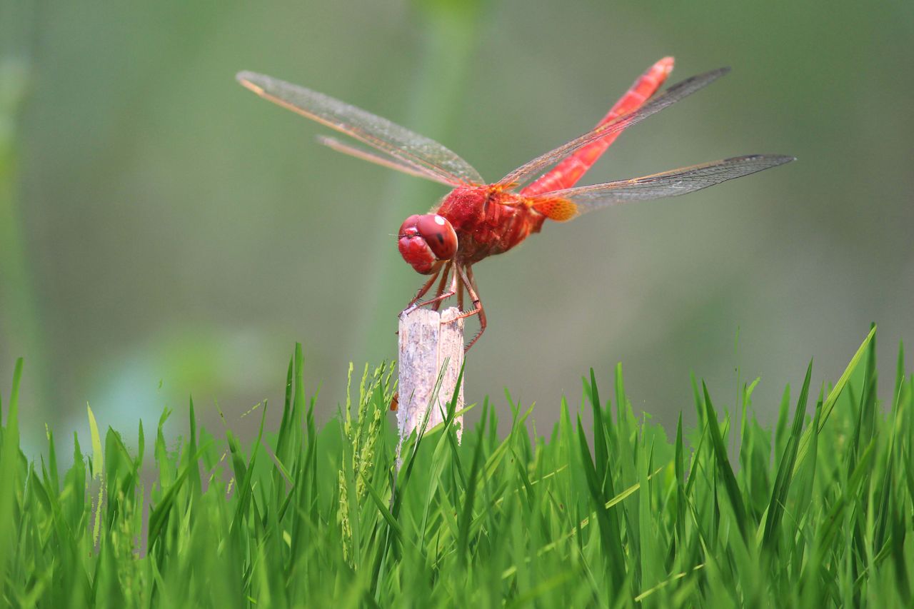 closeup of amazing red scarlet dragonfly sitting on plant in green agr