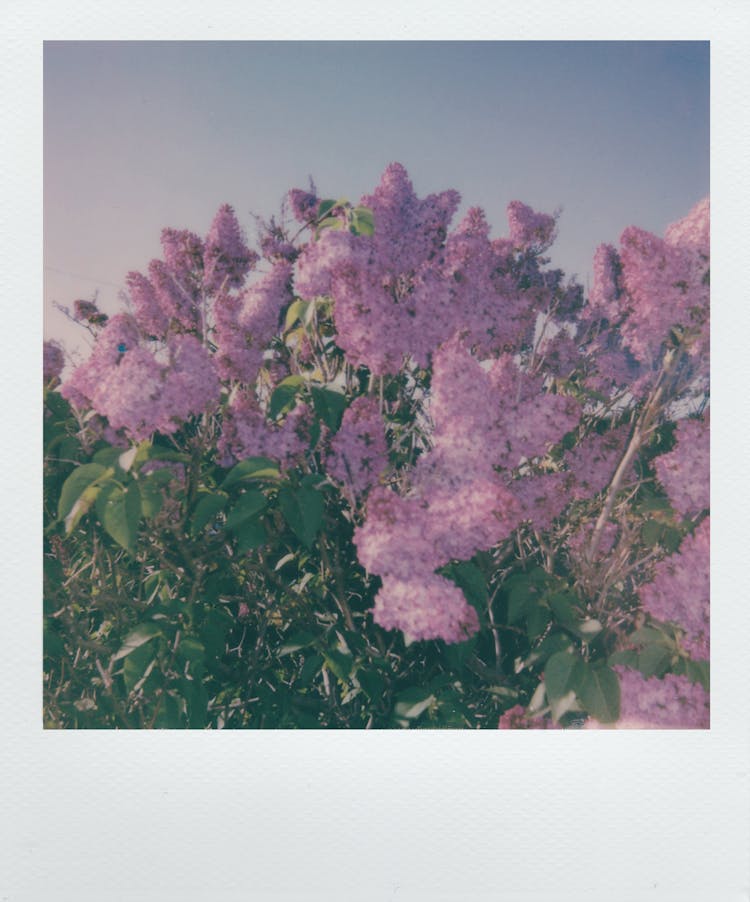 Polaroid Photo Of Pink Lilac Flowers