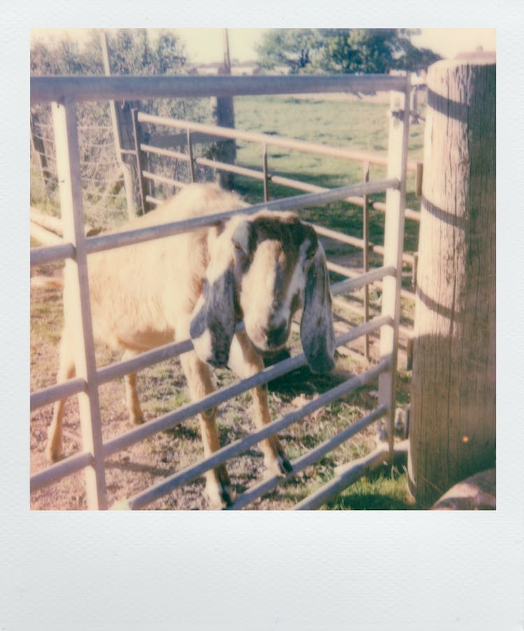 Polaroid Photo Of Goat Behind Fence