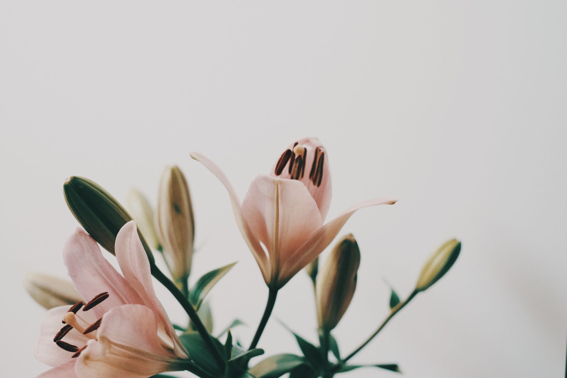 Blooming Lily Flowers in Close-Up Photography