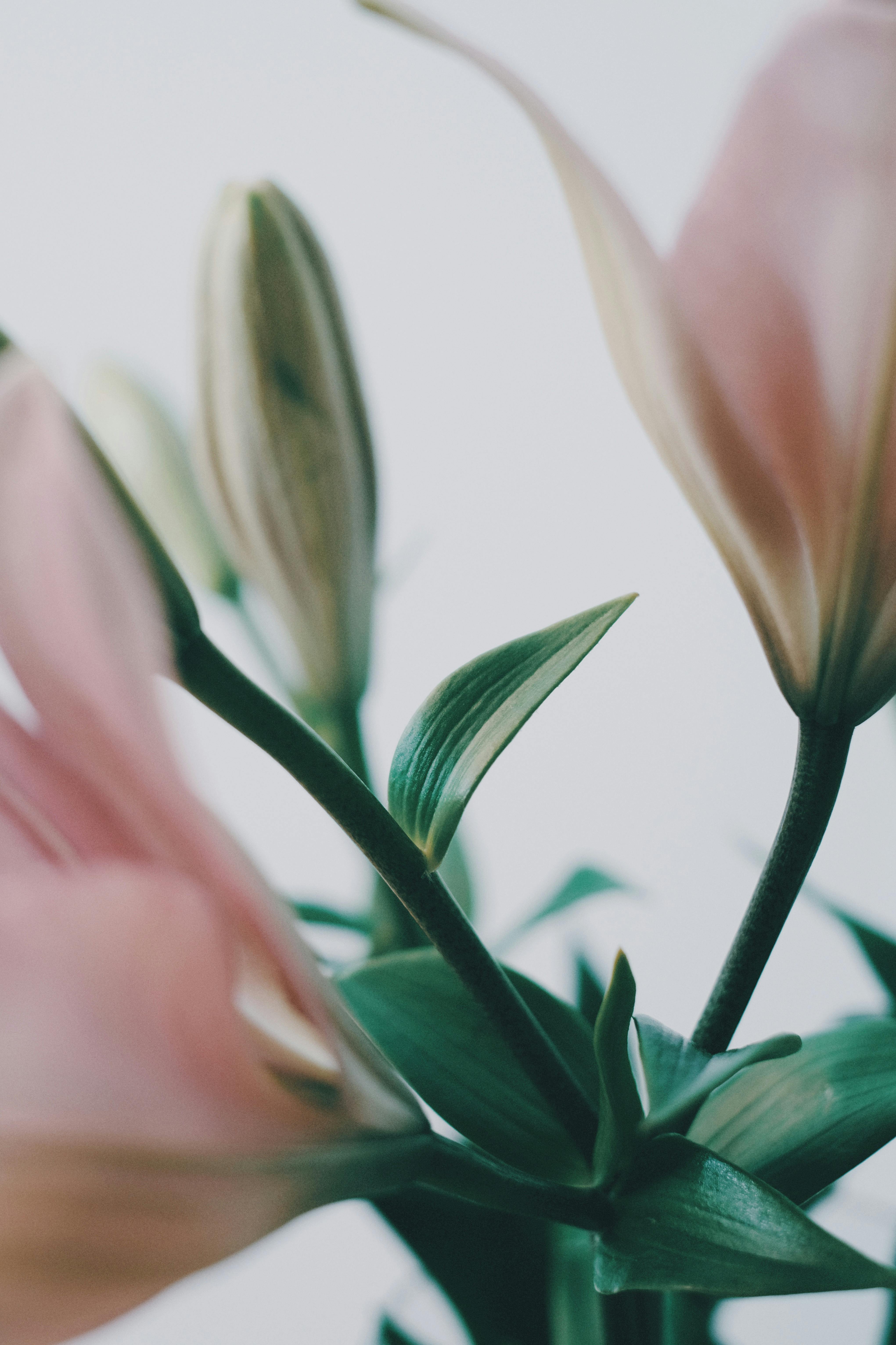 Blooming Flowers and Paintbrush on Light Blue Background · Free Stock Photo