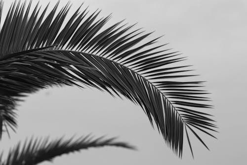 From below of black and white branches of exotic palm tree growing in tropical garden