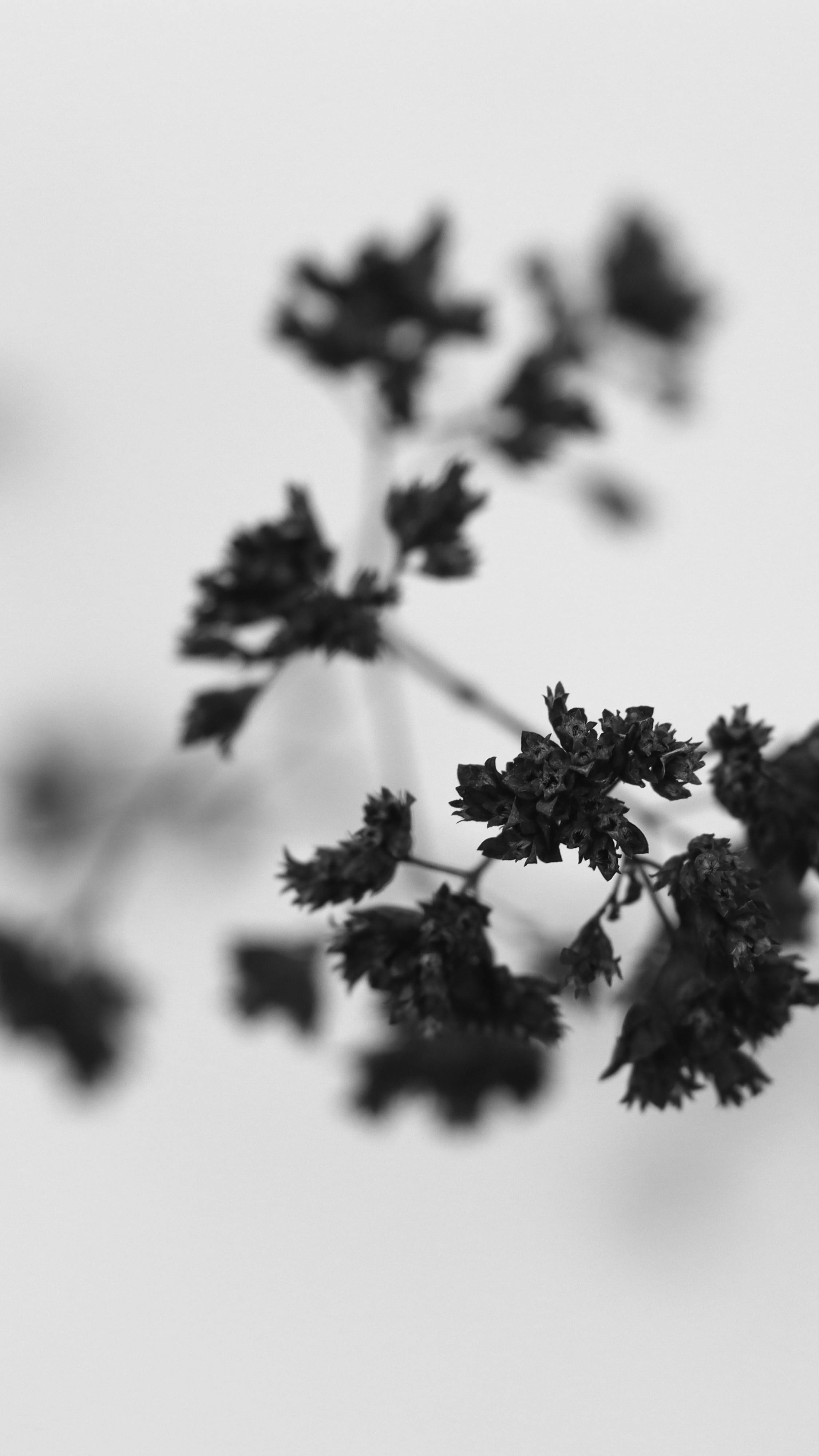 优雅的黑白花卉图像以模糊的焦点营造出一种微妙而宁静的美感
