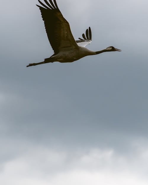 Free stock photo of beauty of nature, bird, bird flying