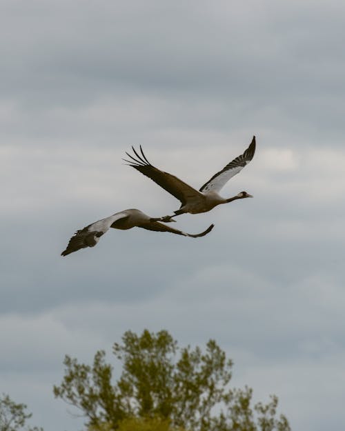 Gratis stockfoto met birds_flying, dieren in het wild, fotografie van vogels