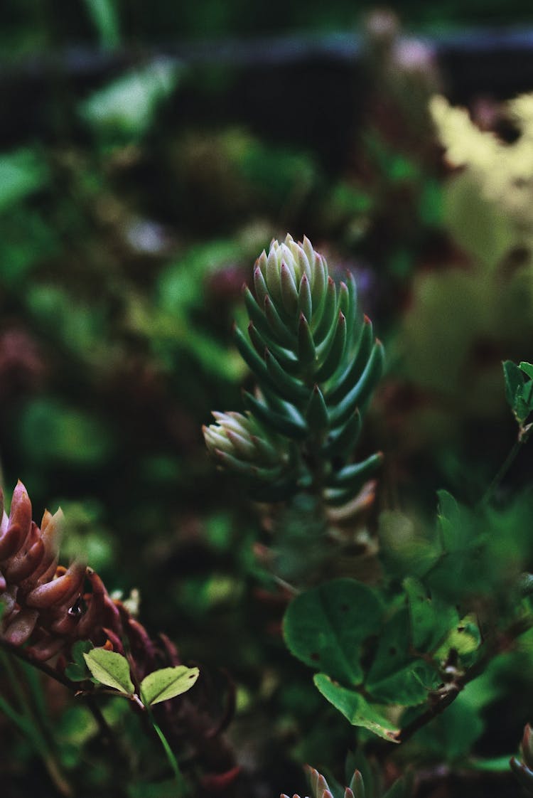 Fresh Green Sedum Reflexum Succulent Plant In Garden