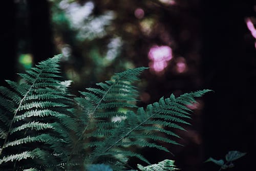 Ilmainen kuvapankkikuva tunnisteilla athyrium filix femina, aurinkoinen, bokeh