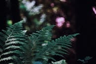 Branches of Athyrium filix femina plant growing in woods