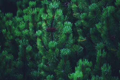 Coniferous tree branches with cones in woods