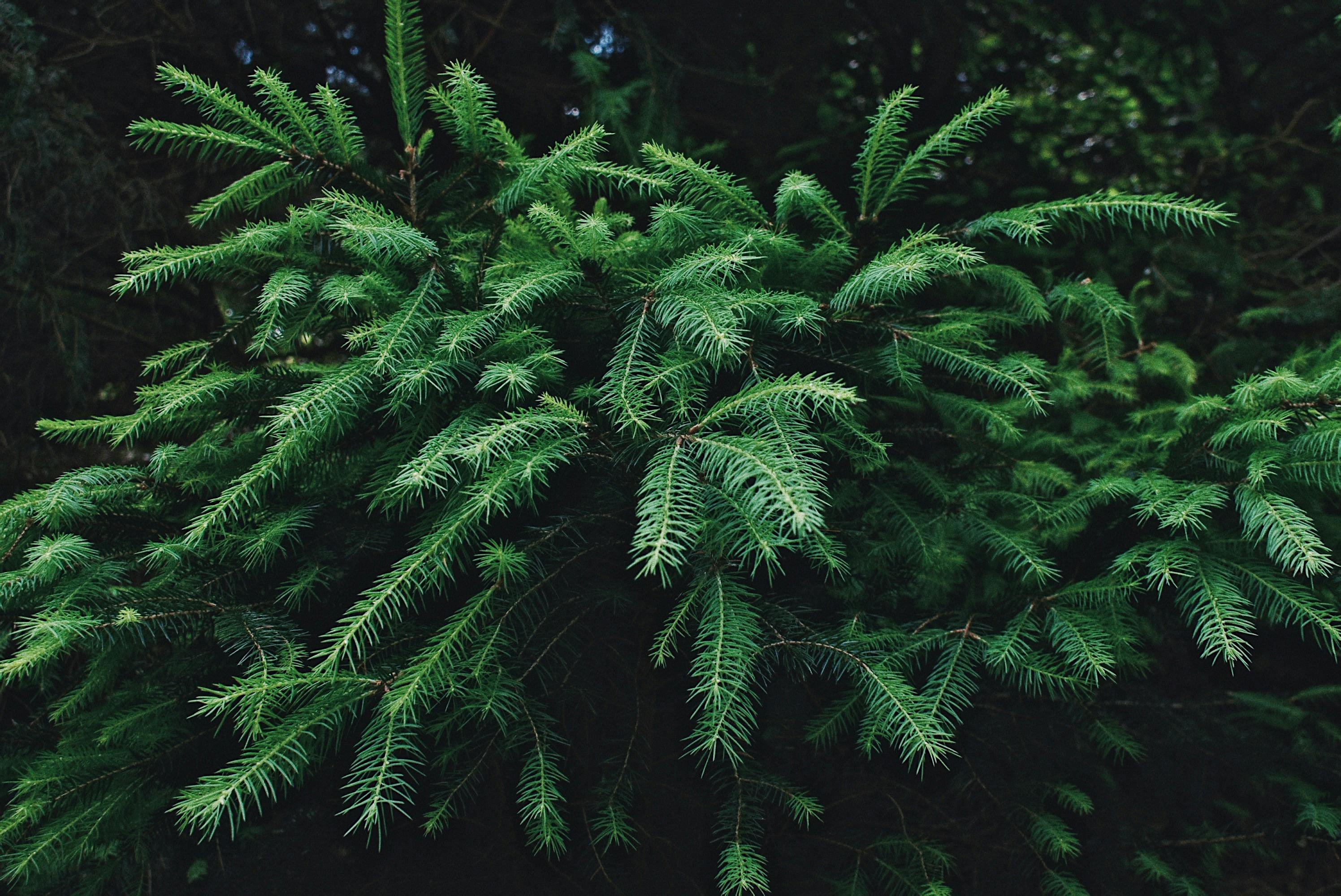 Coniferous Evergreen Branches with Blooming Young Spruce Shoots at  Springtime, Fresh Tender Needles, Natural Background Stock Image - Image of  wood, natural: 216357053