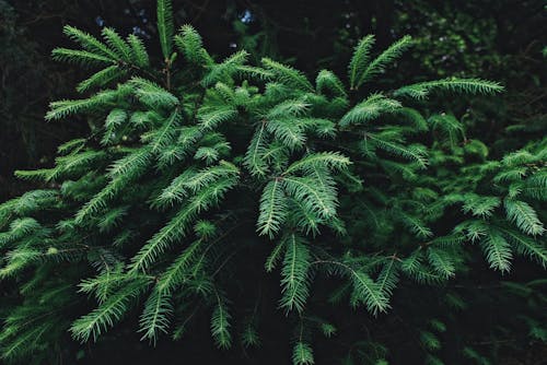 Green spiky branches of coniferous tree with thin needles growing in lush woods