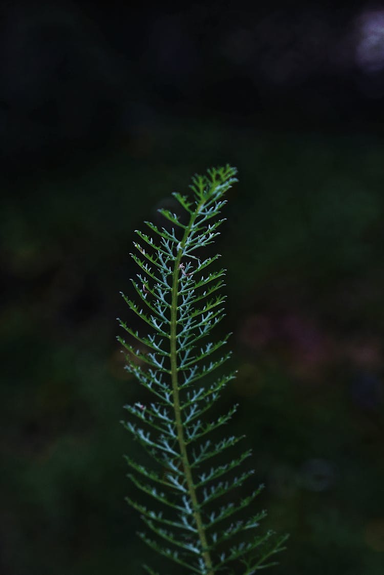 Gentle Leaf Of Equisetum Flowering Plant