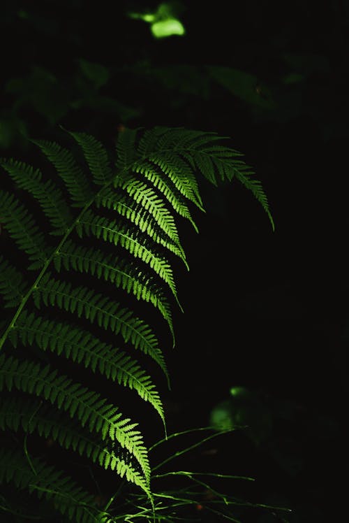 Branch of lady fern plant with thin green leaves growing in dark forest during daytime