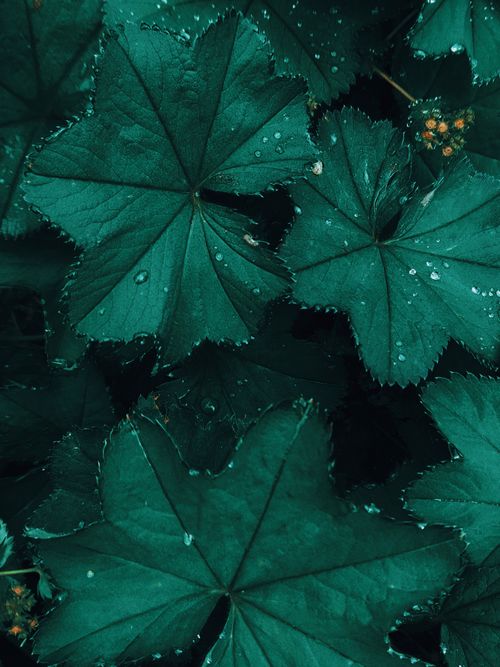 Free From above of healthy green leaves of lady s mantle herbaceous plant with drops Stock Photo