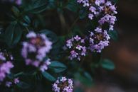 Closeup of small delicate blooming flowers of Hungarian thyme herbaceous plant with shiny green leaves