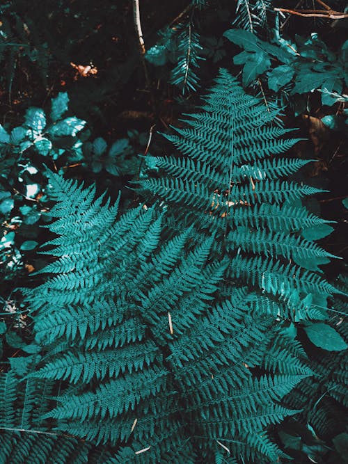 Photos gratuites de athyrium filix femina, bio, bois