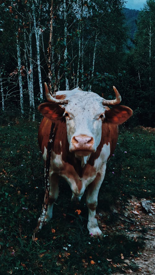 Big white and brown domestic cow with horns grazing in green meadow near forest and looking at camera