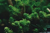 Green Sedum sexangulare ornamental flowering plant
