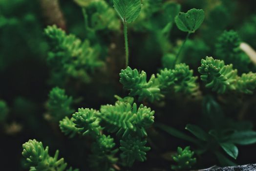 Green Sedum sexangulare ornamental flowering plant