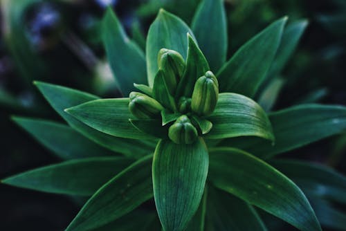 Free From above closeup fresh green leaves texture and buds of rice lily flowering plant growing in garden Stock Photo