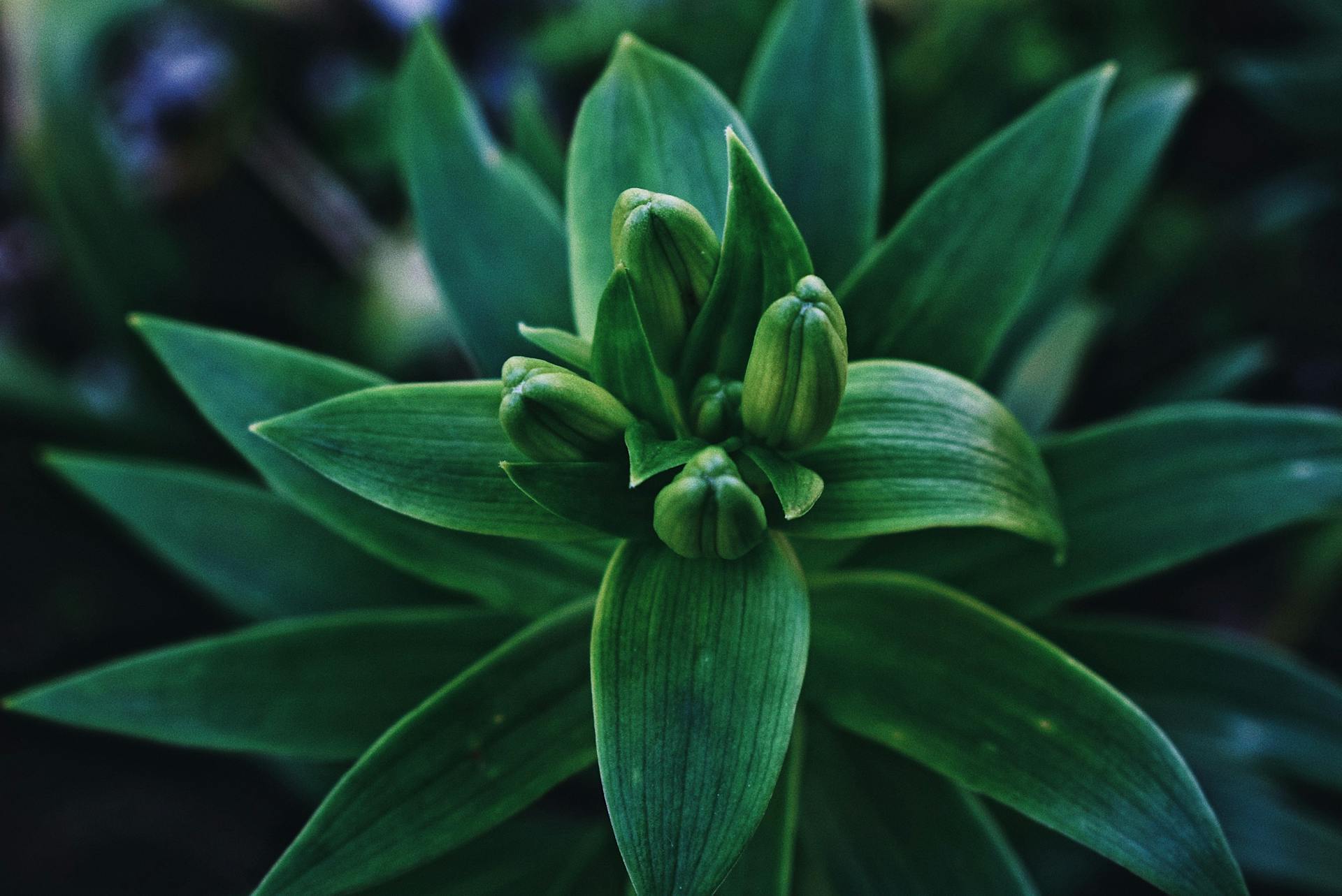 From above closeup fresh green leaves texture and buds of rice lily flowering plant growing in garden