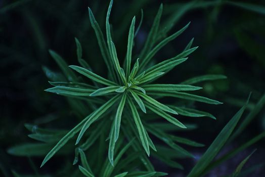 From above of green thin leaves of common toadflax flowering plant growing in field