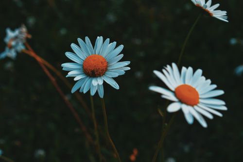 Free High angle of blooming chamomiles with white thin petals growing in green meadow Stock Photo