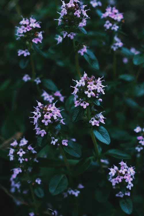 Stems with small flowers and green leaves of Thymus pannonicus plant