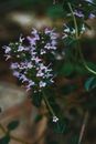 Closeup of Thymus pannonicus plant with small violet flowers and shiny green leaves on thin stem