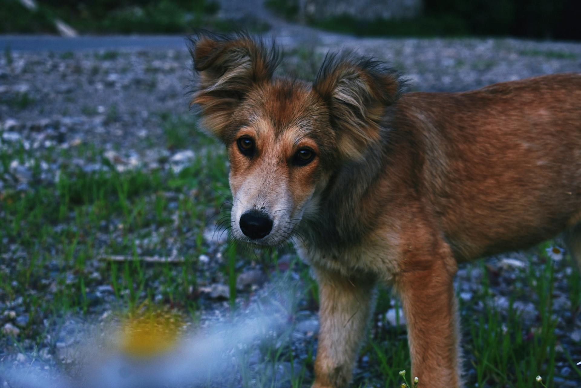 From above of adorable calm ginger mongrel dog standing on rural grassy path and looking at camera