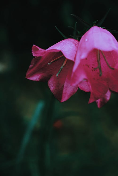 campanulas rosado flor cortada natural