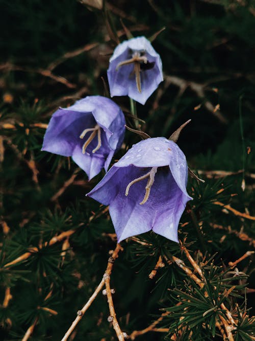High angle of thin delicate violet blooming flowers of alpine bellflower growing in wild nature