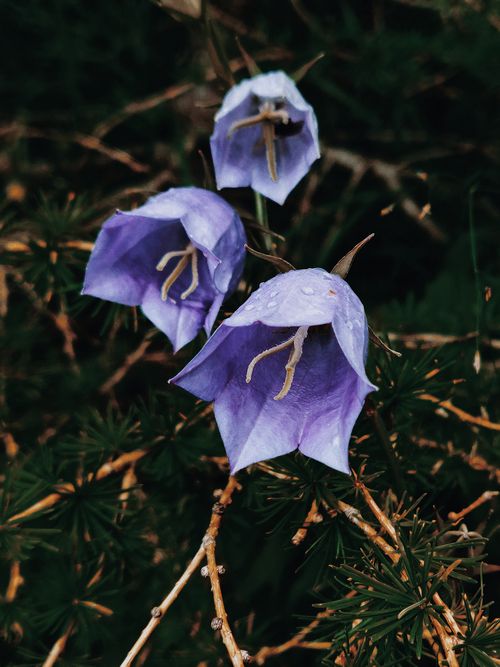 Free High angle of thin delicate violet blooming flowers of alpine bellflower growing in wild nature Stock Photo