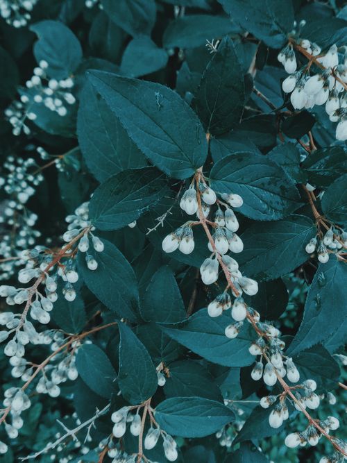 Free From above of common snowberry flowering plant with fresh green leaves and small white fruits growing in woodland Stock Photo