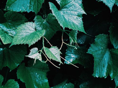 Free High angle of fresh green wet leaves of porcelain berry ornamental plant growing on plantation on rainy day Stock Photo