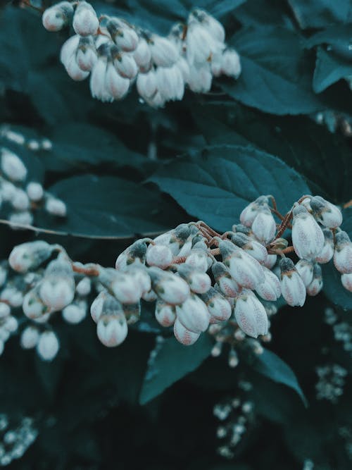 arazi, aroma, bahar içeren Ücretsiz stok fotoğraf