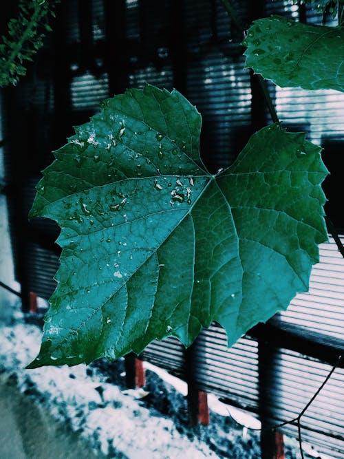 Plant with huge green leaves with water drops climbing on plastic fence with metal bars