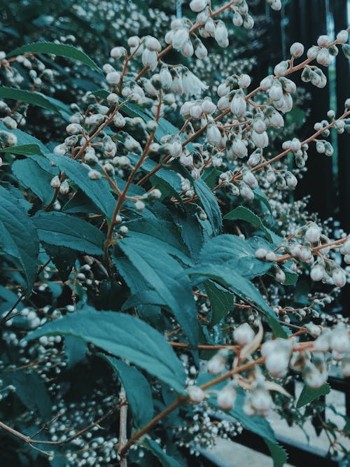 Lily of valley with blooming flowers in park