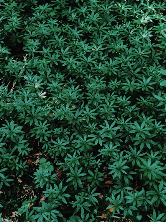 Green plants with small long leaves