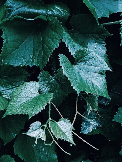 Leaves of grape in garden