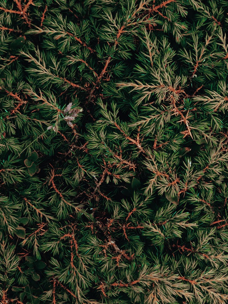 Branches Of Juniper In Forest