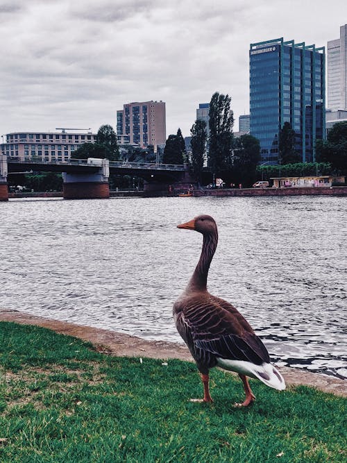 Goose walking on grass near river
