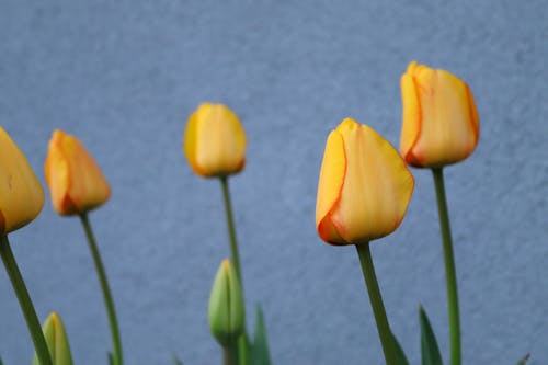 Yellow tulips on green stem