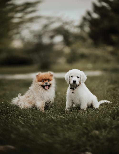 Adorable Pomeranian and Golden Retriever on lawn