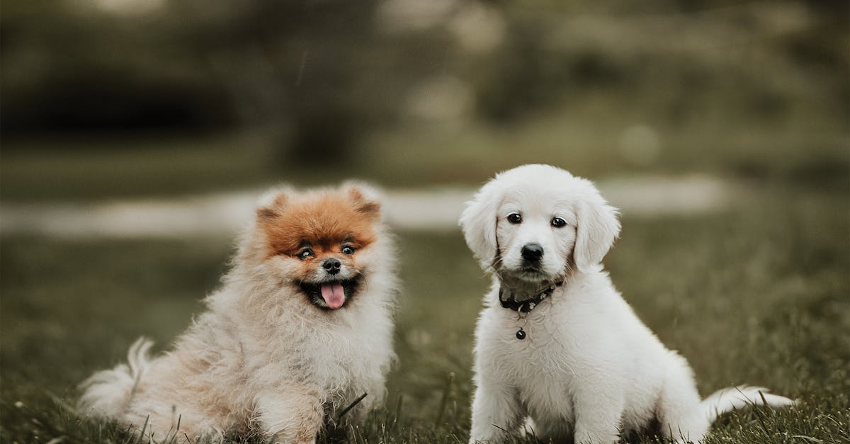 How to teach your dog to speak and be quiet